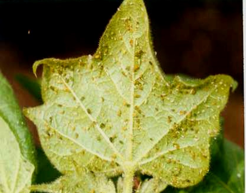 Cotton aphid